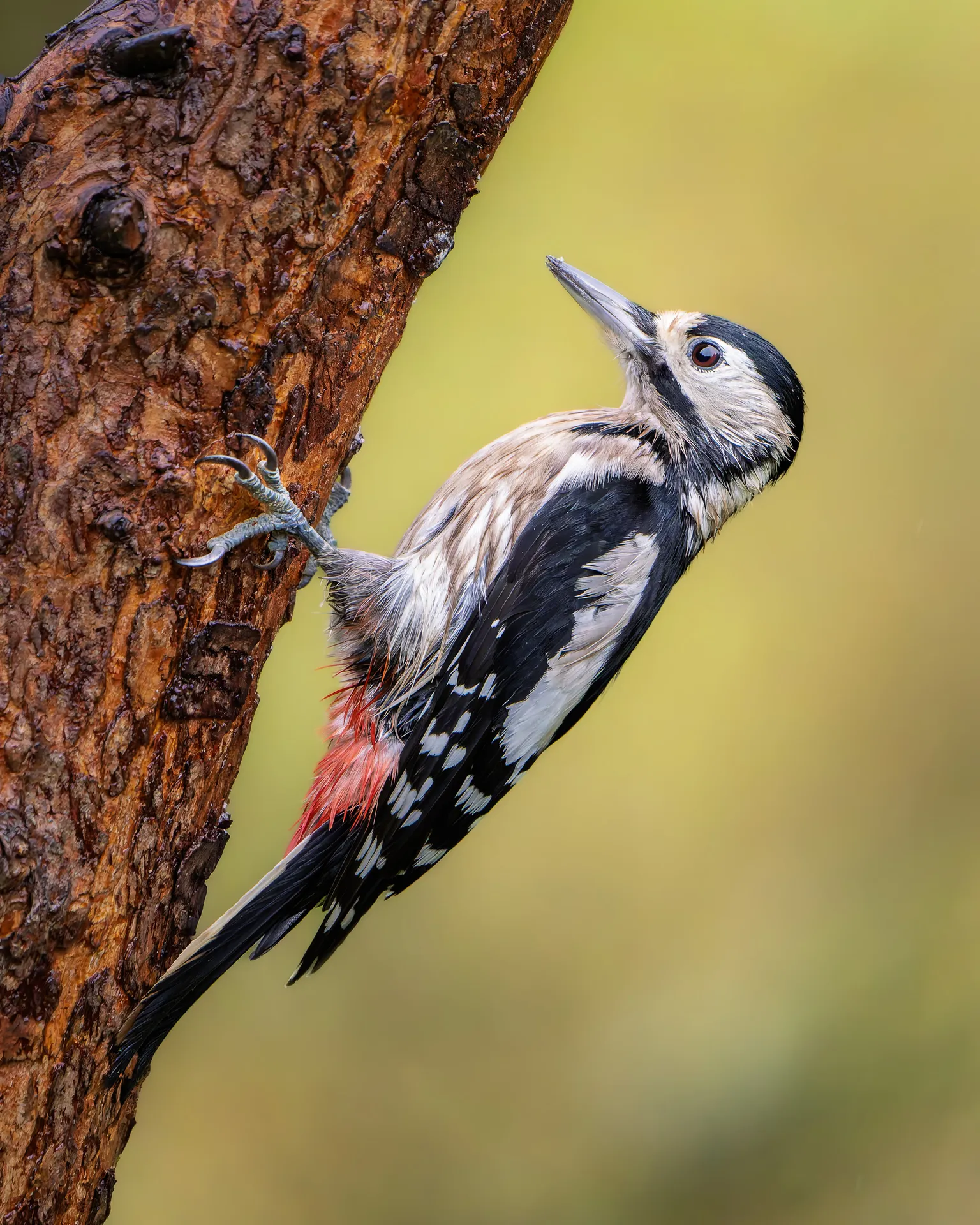 Pájaro carpintero de plumaje blanco y negro y zona roja bajo la cola, agarrado a un tronco inclinado.