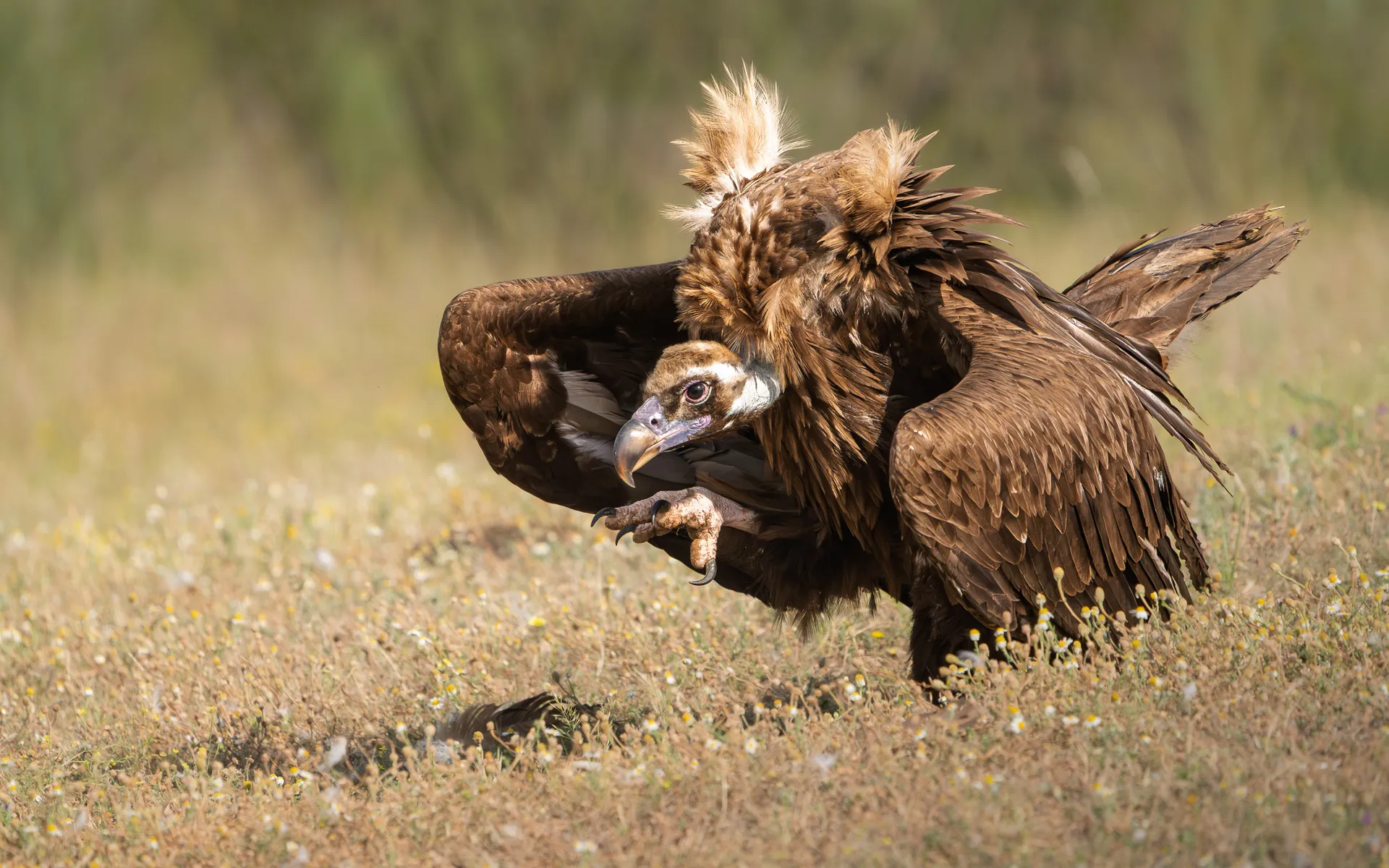 Dos buitres muy próximos en el suelo, con alas abiertas y plumas levantadas durante una interacción.