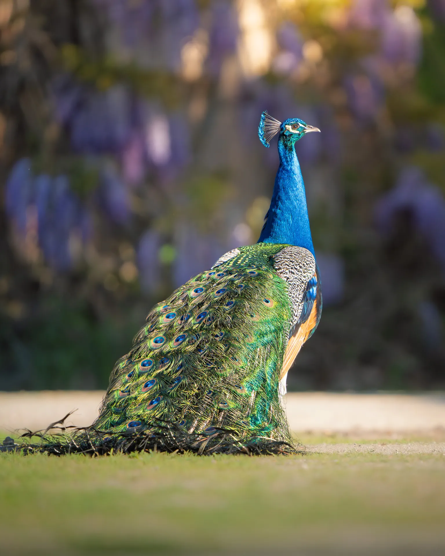 Pavo real