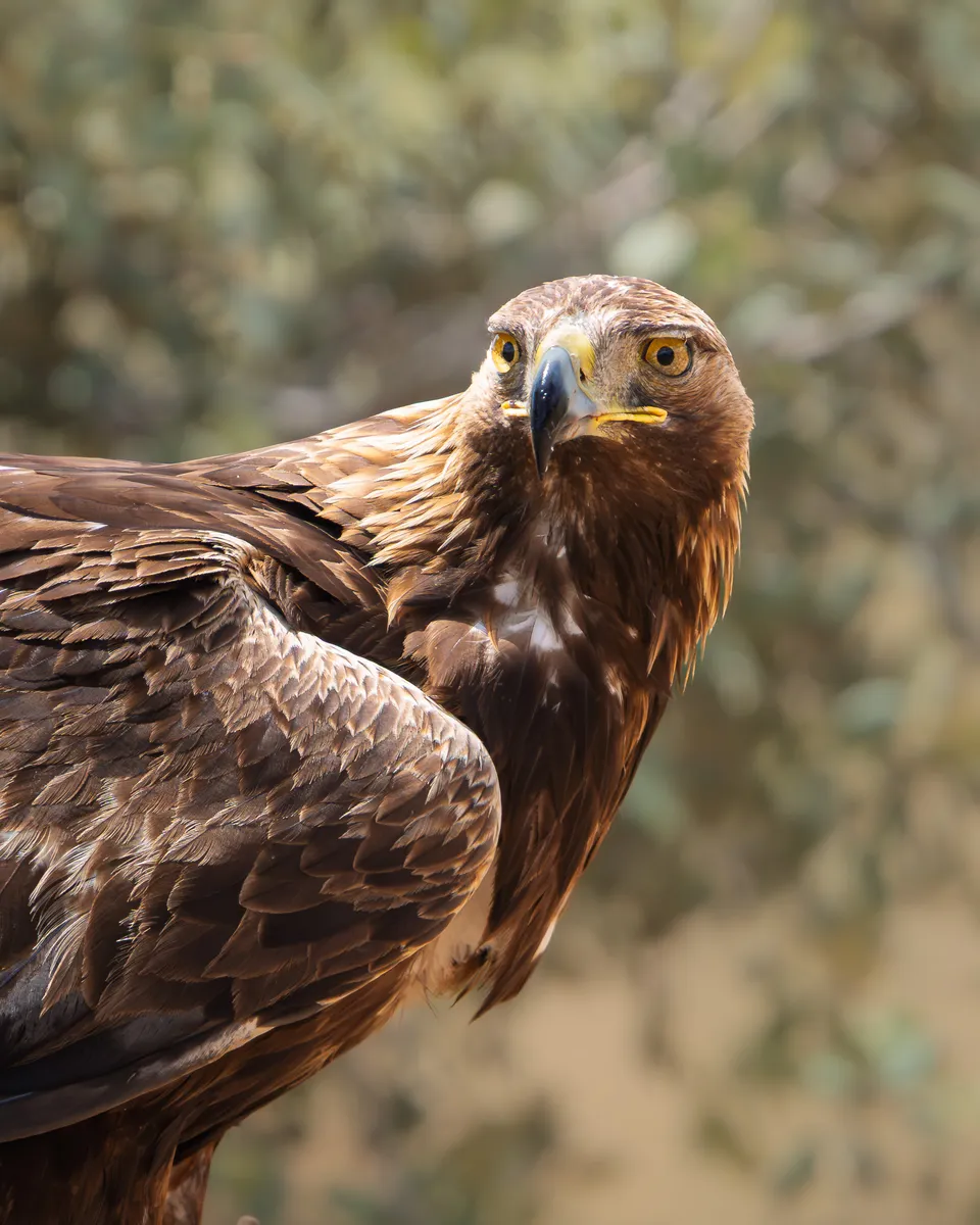 Retrato de un águila real de plumaje pardo y ojos amarillos, con la cabeza girada hacia la cámara.