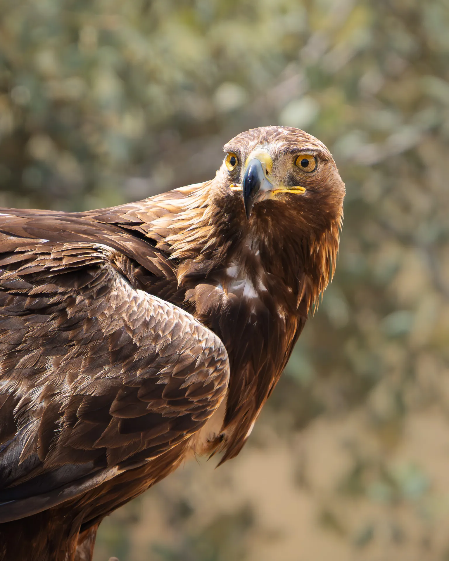Retrato de un águila real de plumaje pardo y ojos amarillos, con la cabeza girada hacia la cámara.