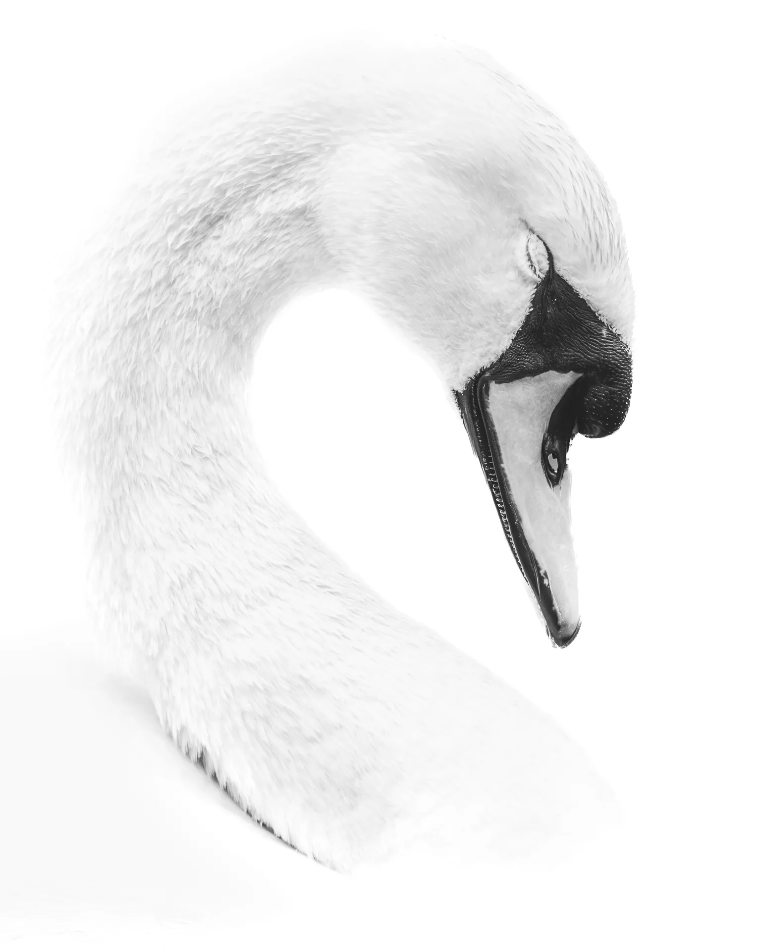 Primer plano en blanco y negro de un cisne con el cuello curvado y la cabeza inclinada sobre un fondo blanco.