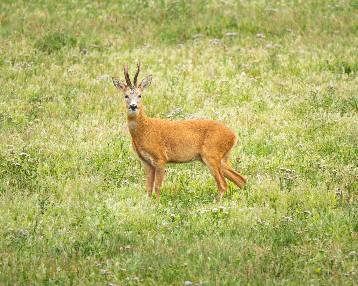 Corzo de pelaje rojizo y pequeñas astas en una pradera verde, mirando hacia la cámara.