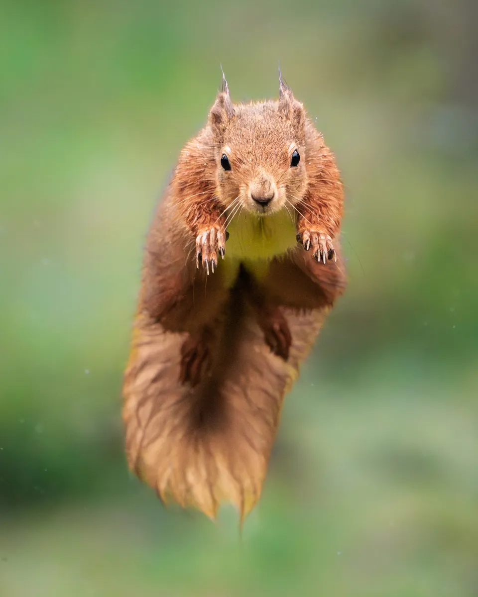 Ardilla roja captada de frente durante un salto, con las patas delanteras extendidas y la cola hacia abajo.