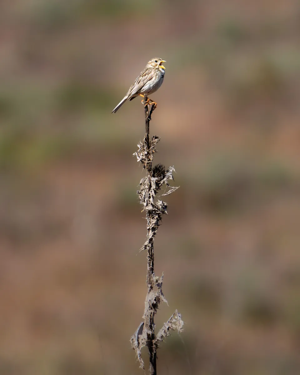 Pequeño pájaro de plumaje pardo posado en la punta de un tallo seco sobre un fondo desenfocado.