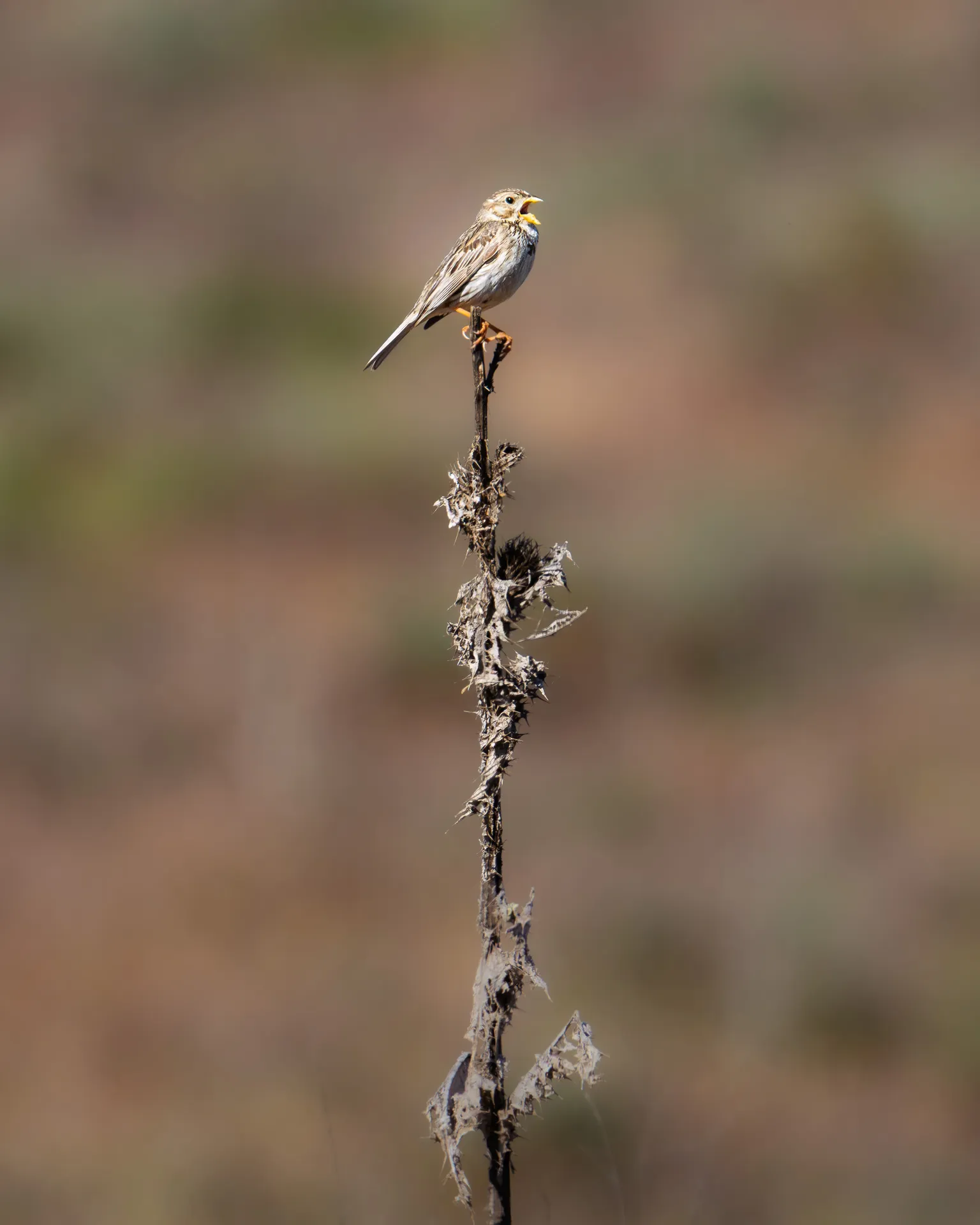 Pequeño pájaro de plumaje pardo posado en la punta de un tallo seco sobre un fondo desenfocado.