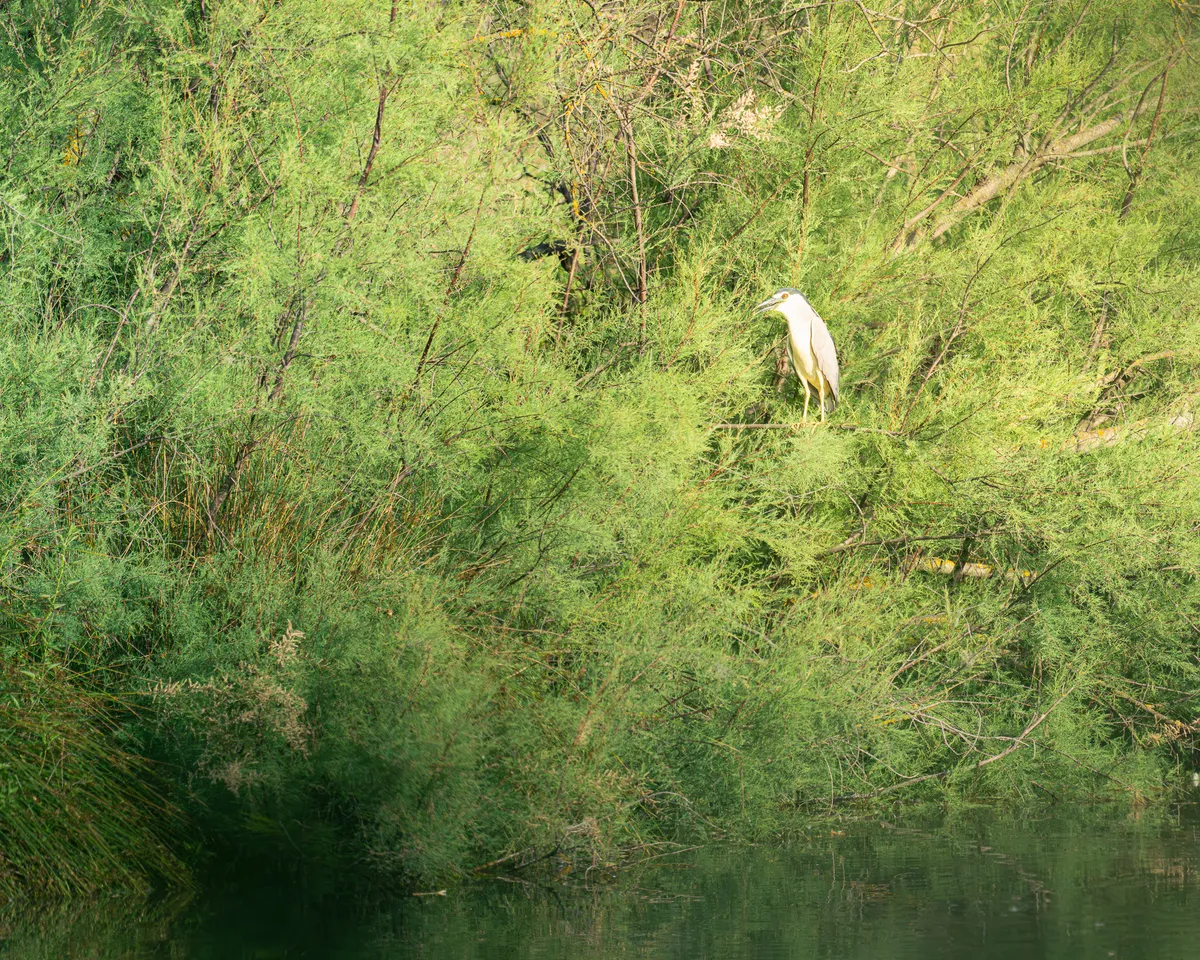 Martienete posado entre ramas verdes sobre una orilla reflejada en el agua.