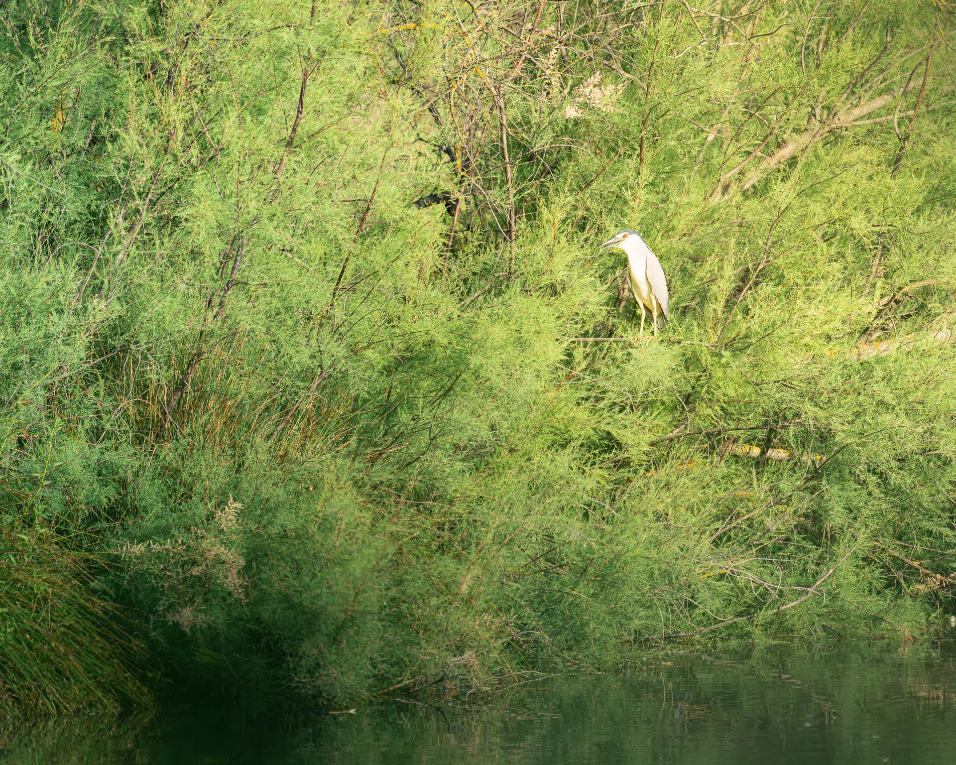 Martienete posado entre ramas verdes sobre una orilla reflejada en el agua.