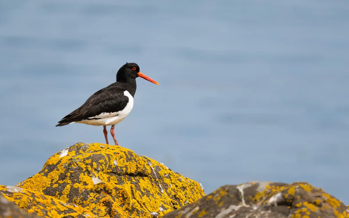 Ostrero de plumaje blanco y negro y pico naranja sobre una roca cubierta de líquenes amarillos junto al agua.