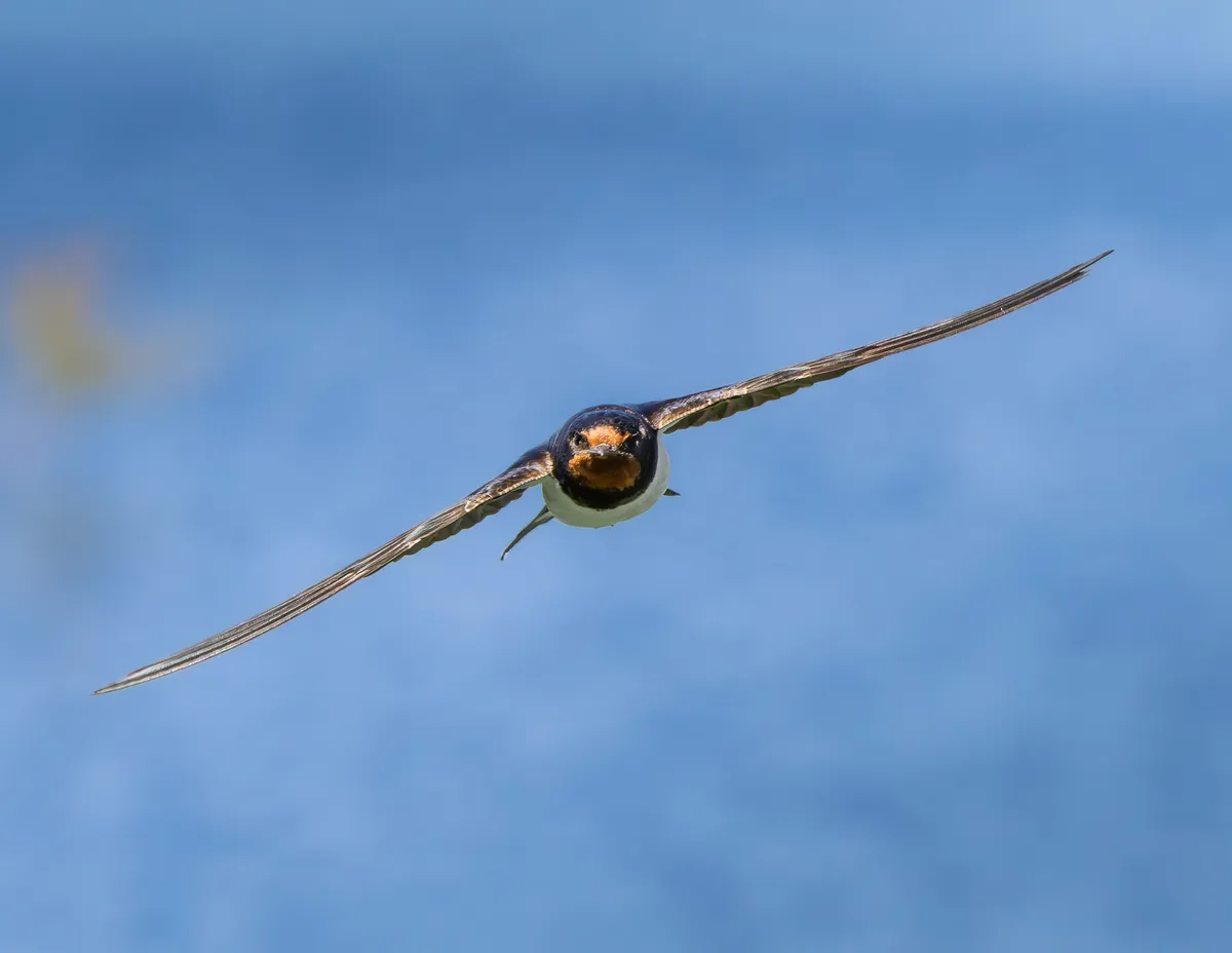 Golondrina en vuelo