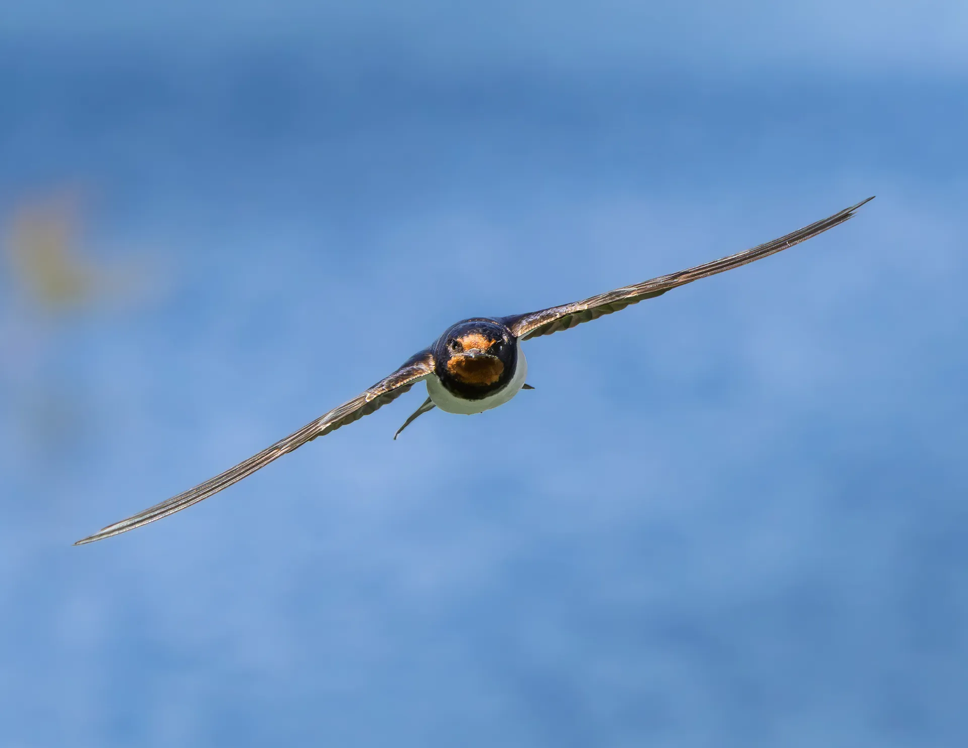 Golondrina en vuelo