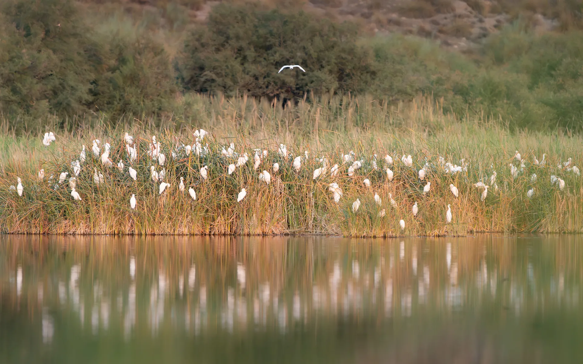 Grupo de aves blancas reunidas entre carrizos en una orilla, reflejadas en el agua.